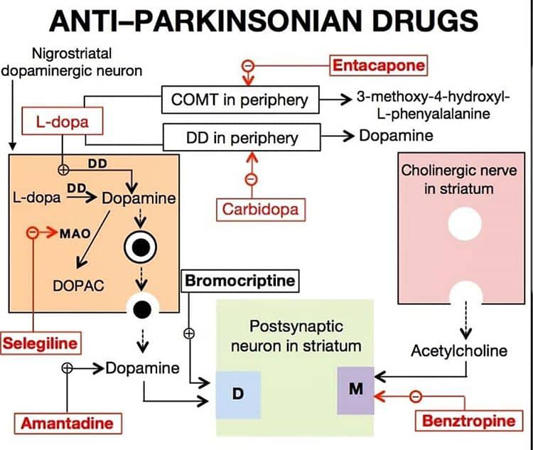 مکانیسم عمل داروهای ضد پارکینسون
