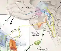 neurological pathways involved in migraine pain